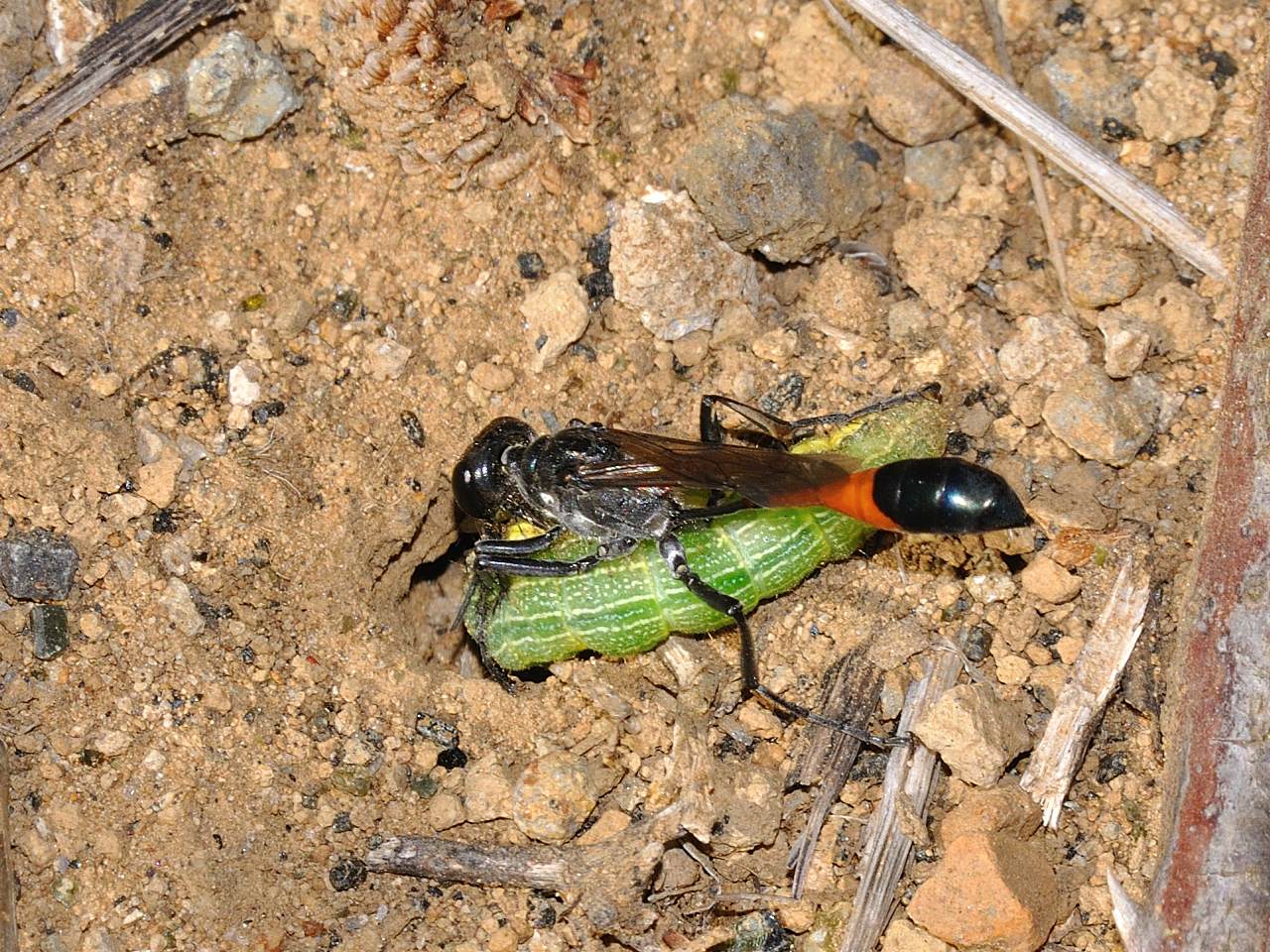 Ammophila sabulosa predazione